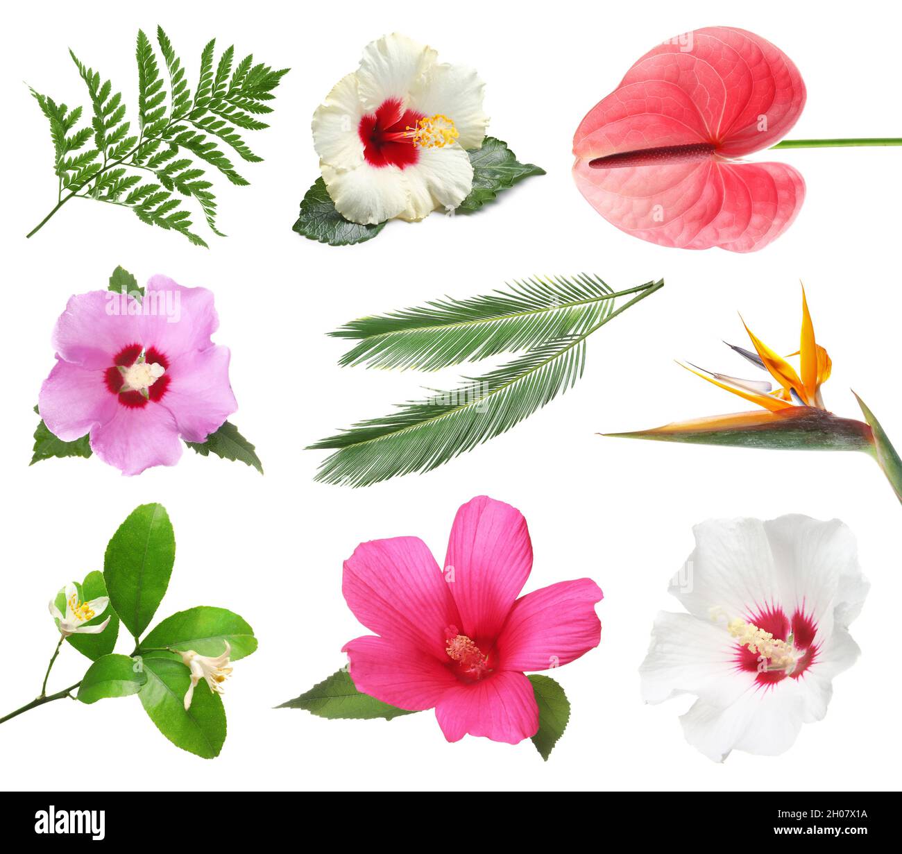 Set with beautiful tropical flowers and green leaves on white ...