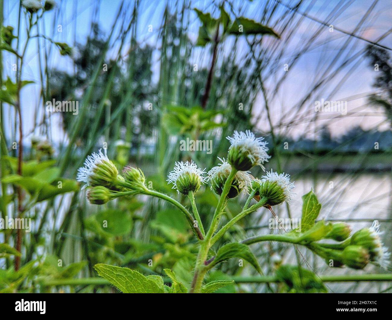 Close-up shot of a whiteweed on the background of a beautiful lake. Stock Photo