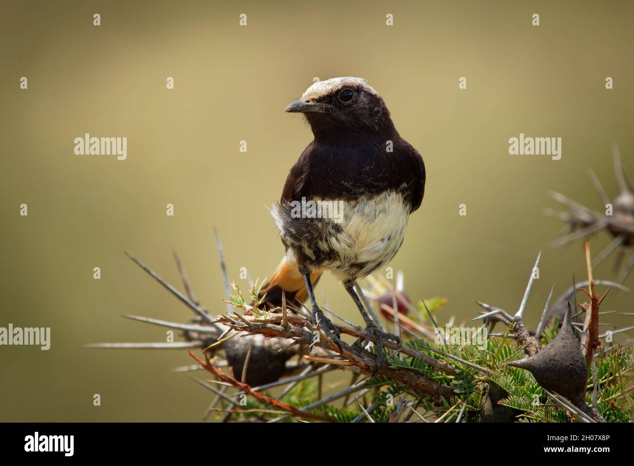 Abyssian Wheatear - Oenanthe lugubris black and white and brown bird in the family Muscicapidae, found from Ethiopia to southern Kenya and northeaster Stock Photo