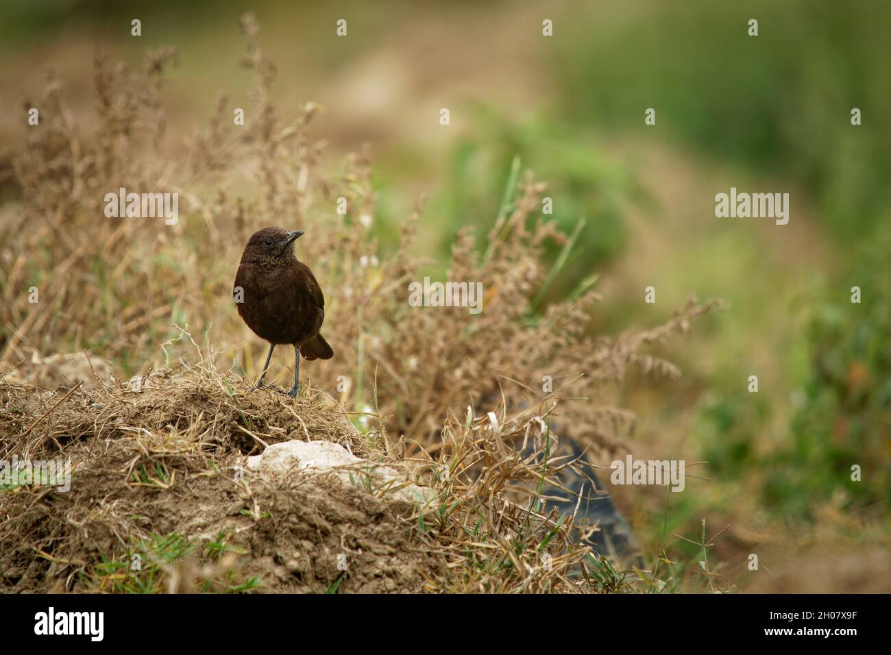 Northern Anteater-chat - Myrmecocichla aethiops dark bird in Muscicapidae on the branch, lives in dry savanna, subtropical or tropical dry lowland gra Stock Photo