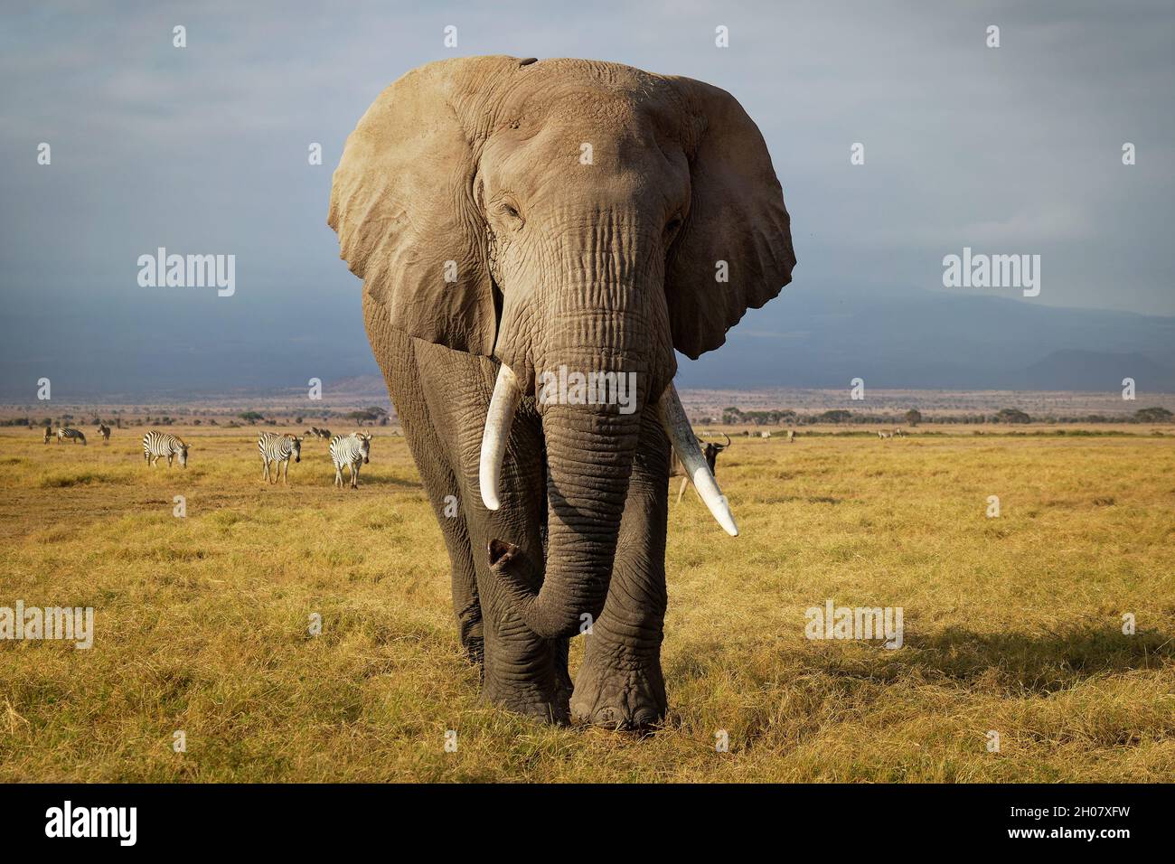 African Bush Elephant - Loxodonta africana lonely elephant walking in savannah of the Amboseli park under Kilimanjaro in the afternoon, dust bath, clo Stock Photo
