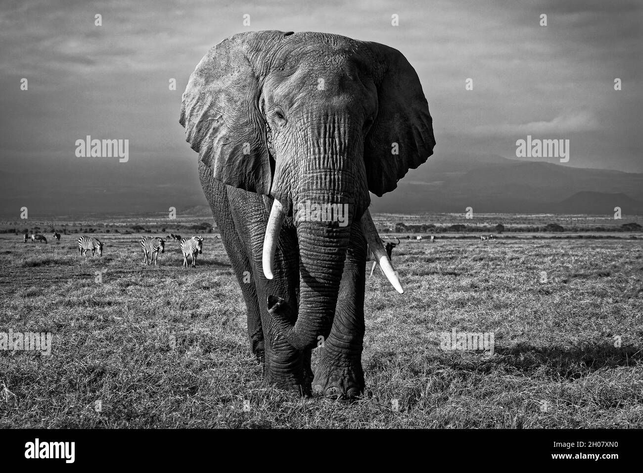 African Bush Elephant - Loxodonta africana lonely elephant walking in savannah of the Amboseli park under Kilimanjaro in the afternoon, dust bath, clo Stock Photo