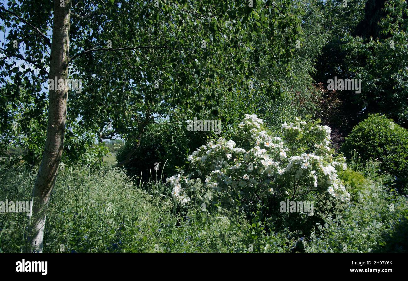 Rosa alba semi-plena in an English country garden, a beautifully refined, elegant and luxuriant shrub. Clusters of large, flat, almost single, milk-wh Stock Photo