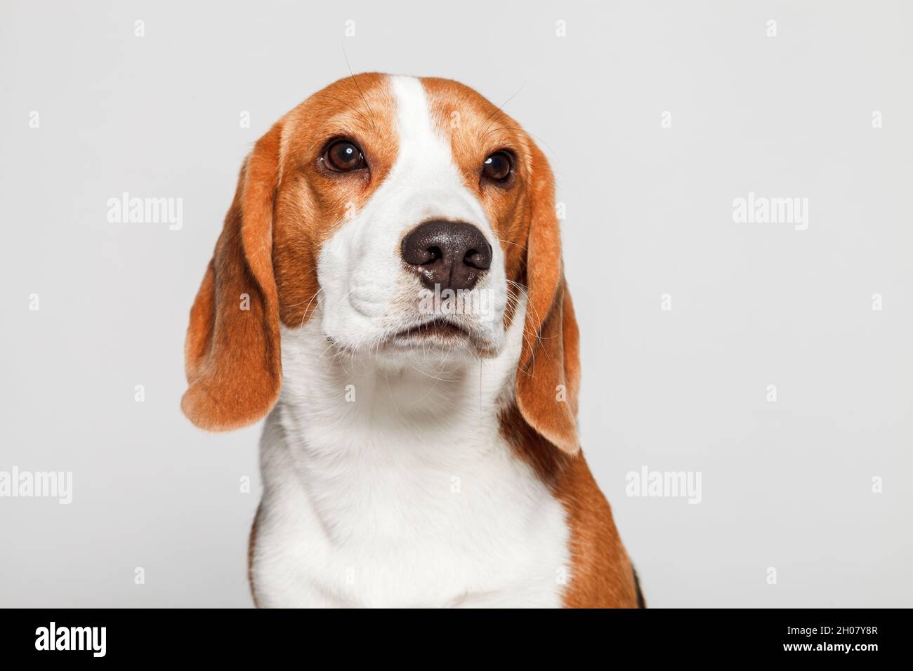 Beagle dog portrait close up isolated on lignt grey background Stock