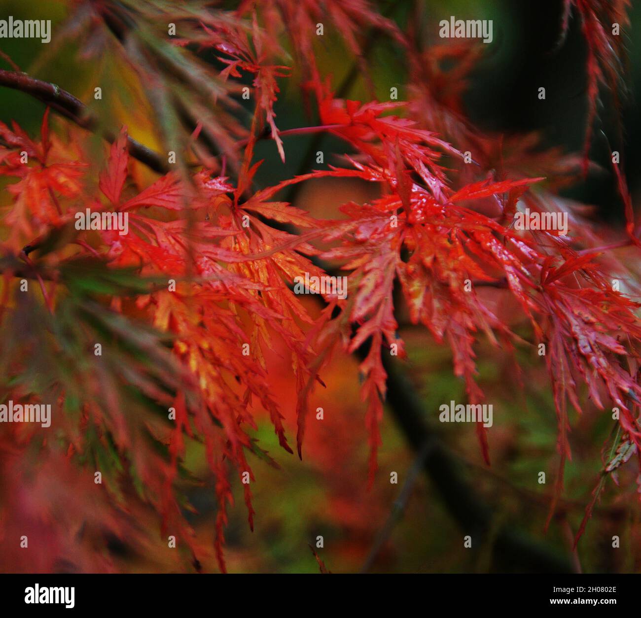 Acer 