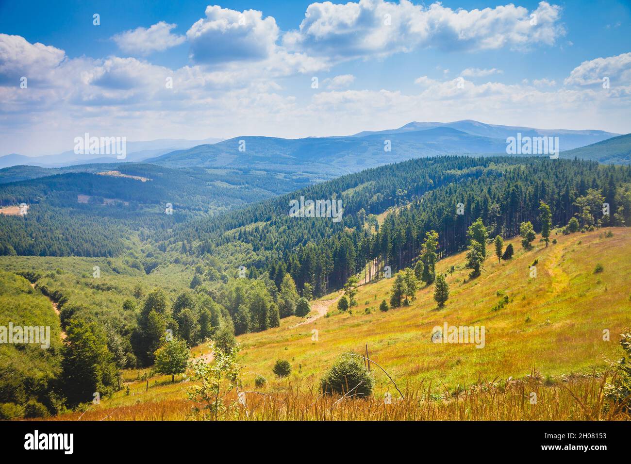 Rich green groves of pine trees growing on the slopes of lesser mountains on the edge of Stara Planina highland, Bulgaria Stock Photo