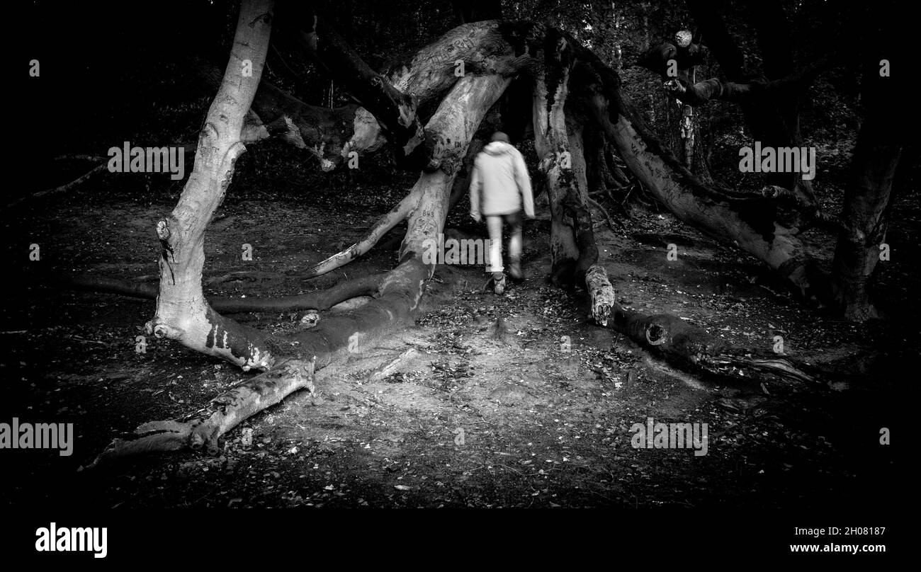 Man walks towards a tree that has collapsed that looks like a giant spider. Stock Photo