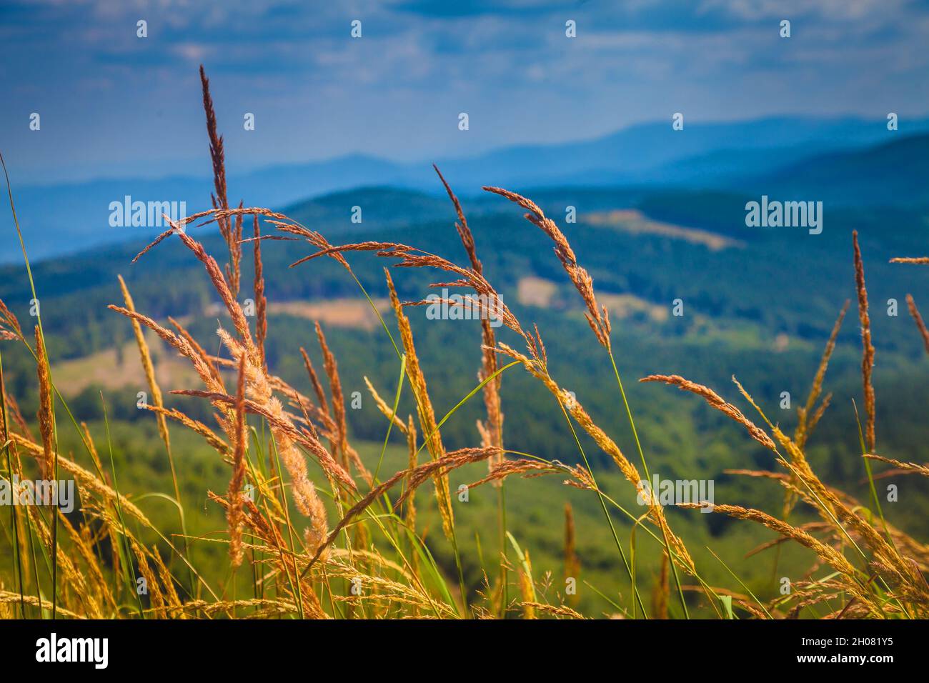 Epic background picture of peaceful mountain view through a net of golden grass growing on a hill. Stara Planina, Bulgaria Stock Photo