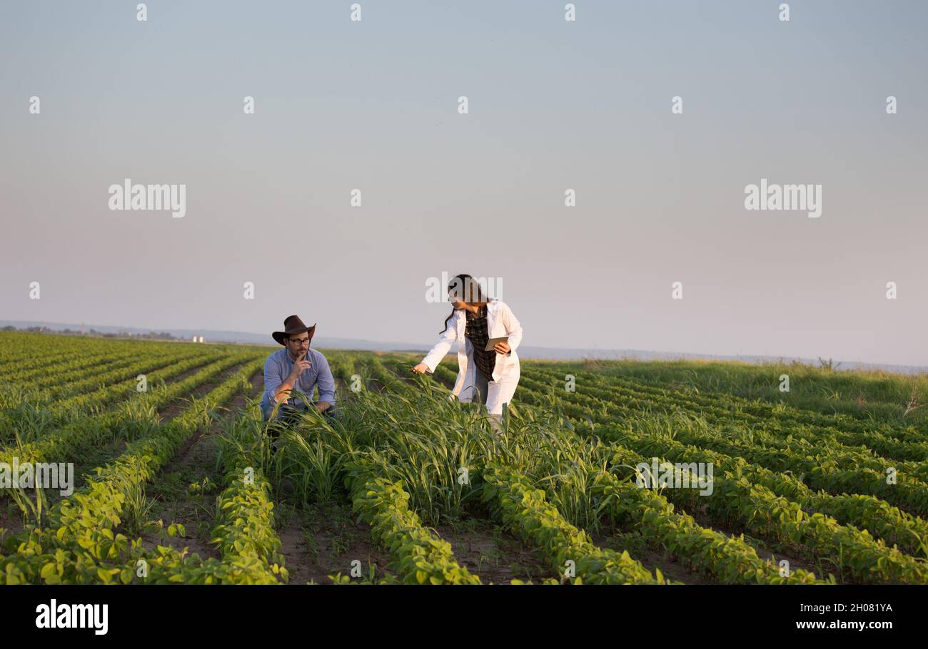 Farmer with hat and agronomist in white coat talking in soybean field full of weeds in summer time Stock Photo
