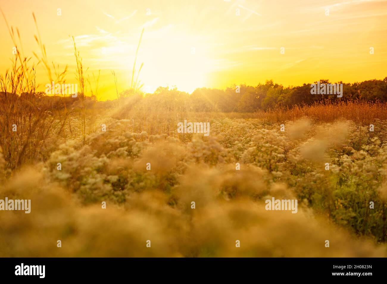 Golden Field At Sunrise Rural Stock Photo