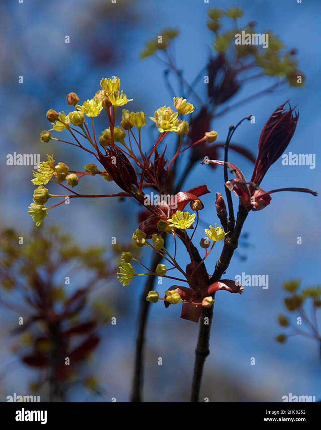 Norway Maple flowers Stock Photo Alamy