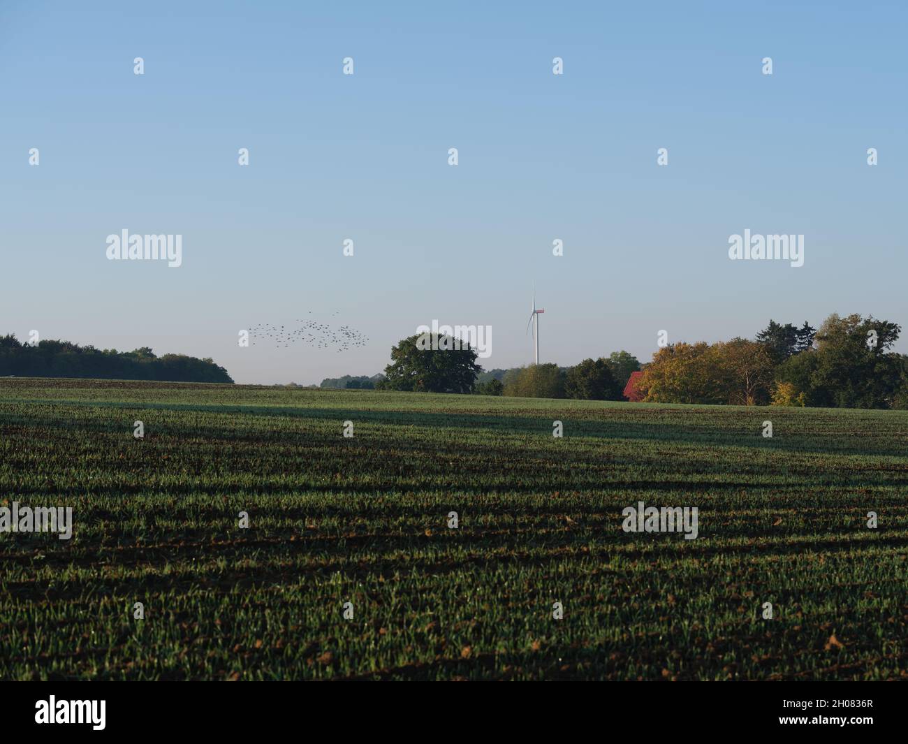 Felder im Herbst, farmland in early morning autumn light Stock Photo