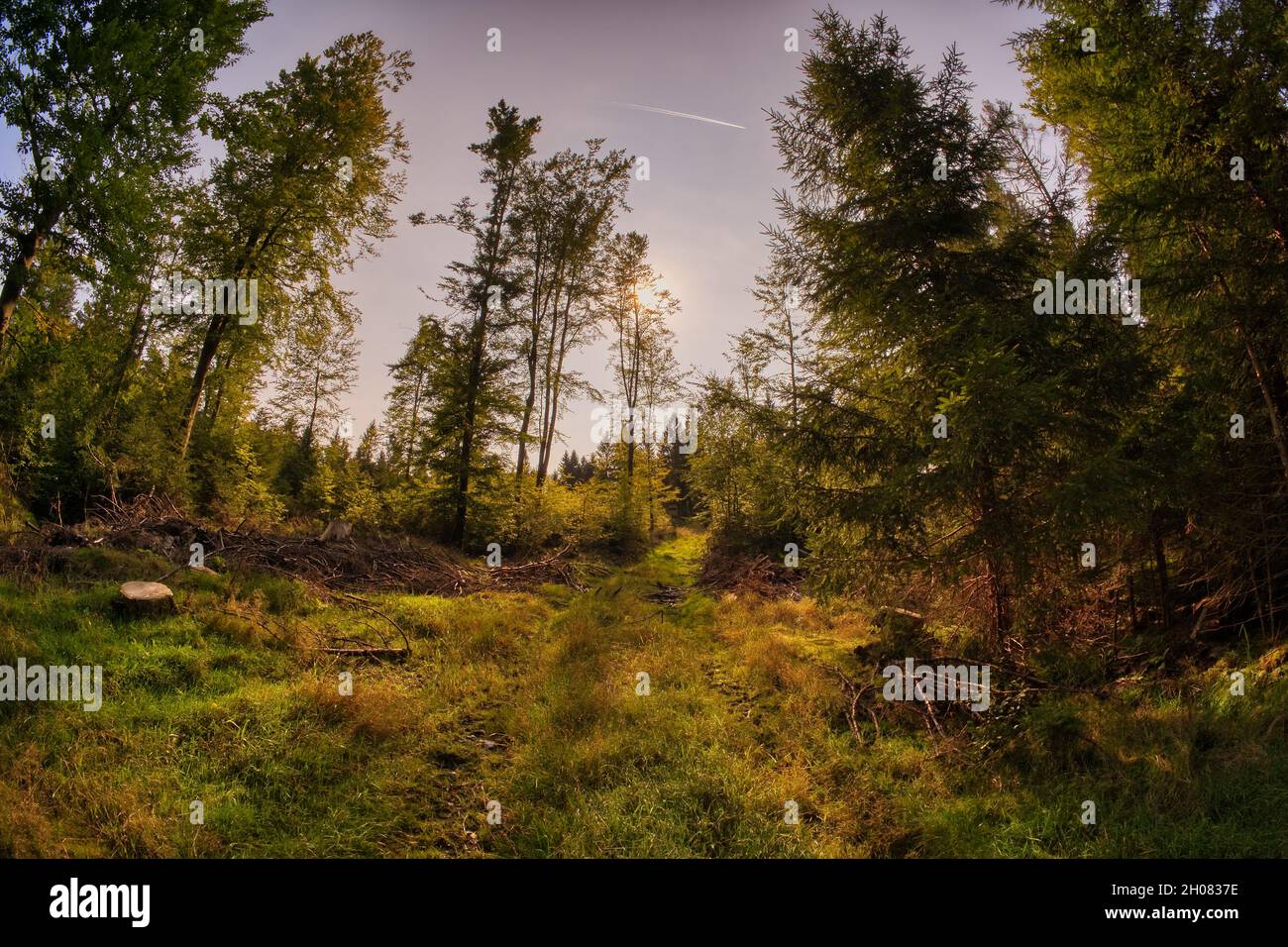 Mesmerizing view of tall green trees in the woods under a clear blue ...