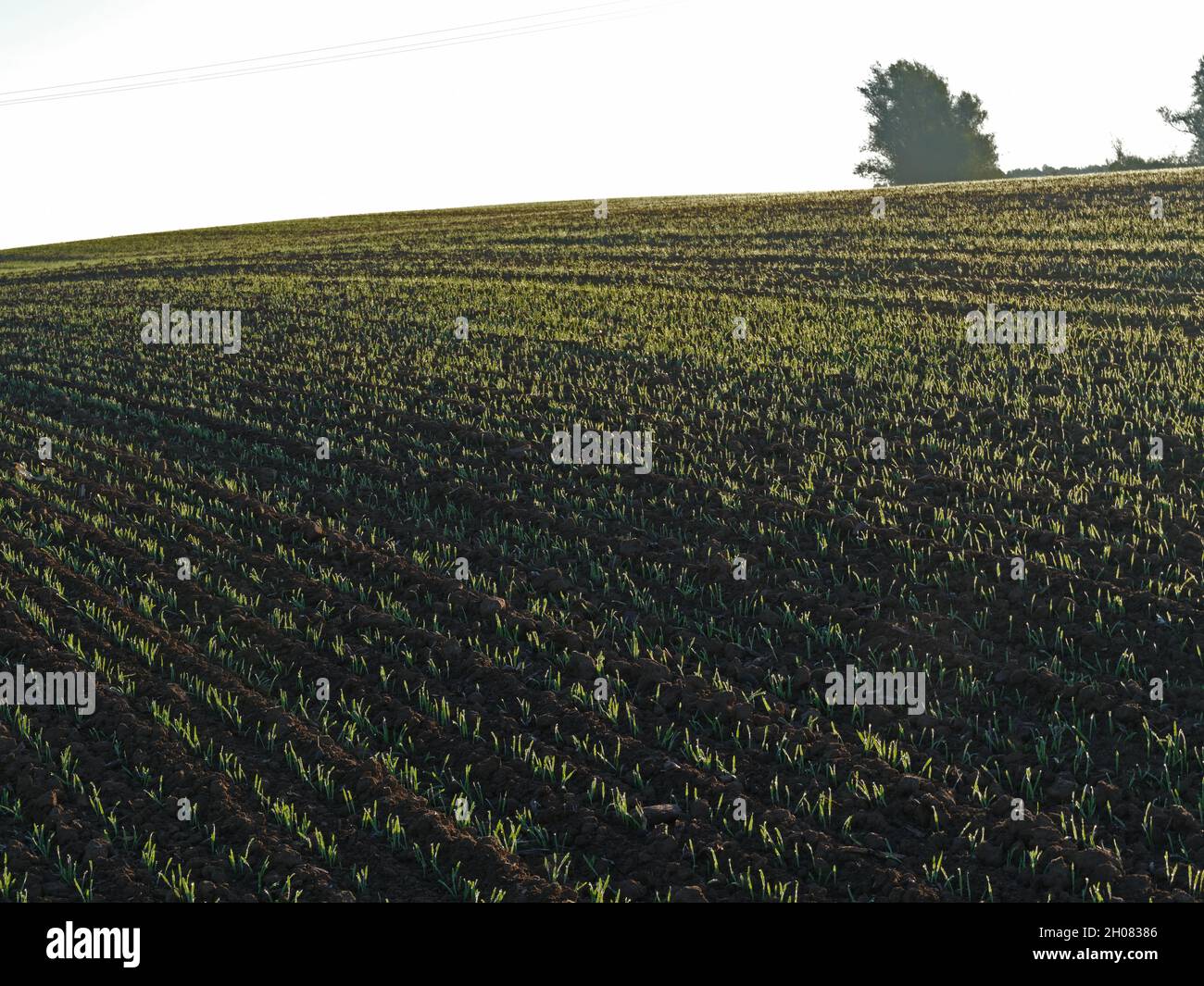 Felder im Herbst, farmland in early morning autumn light Stock Photo