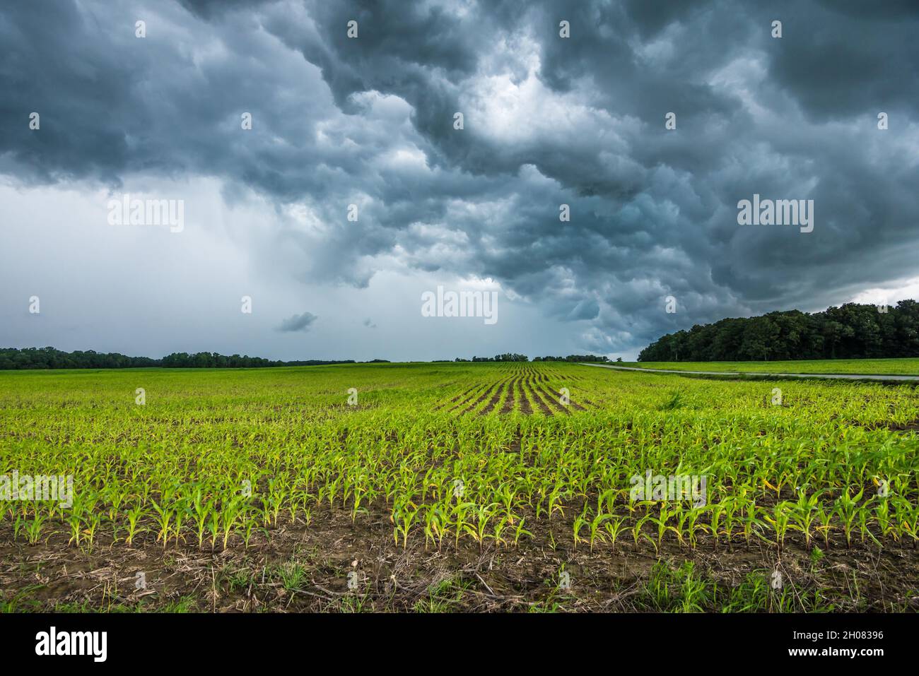 Indiana Corn Field Summer Thunderstorm Salem, Indiana Stock Photo Alamy