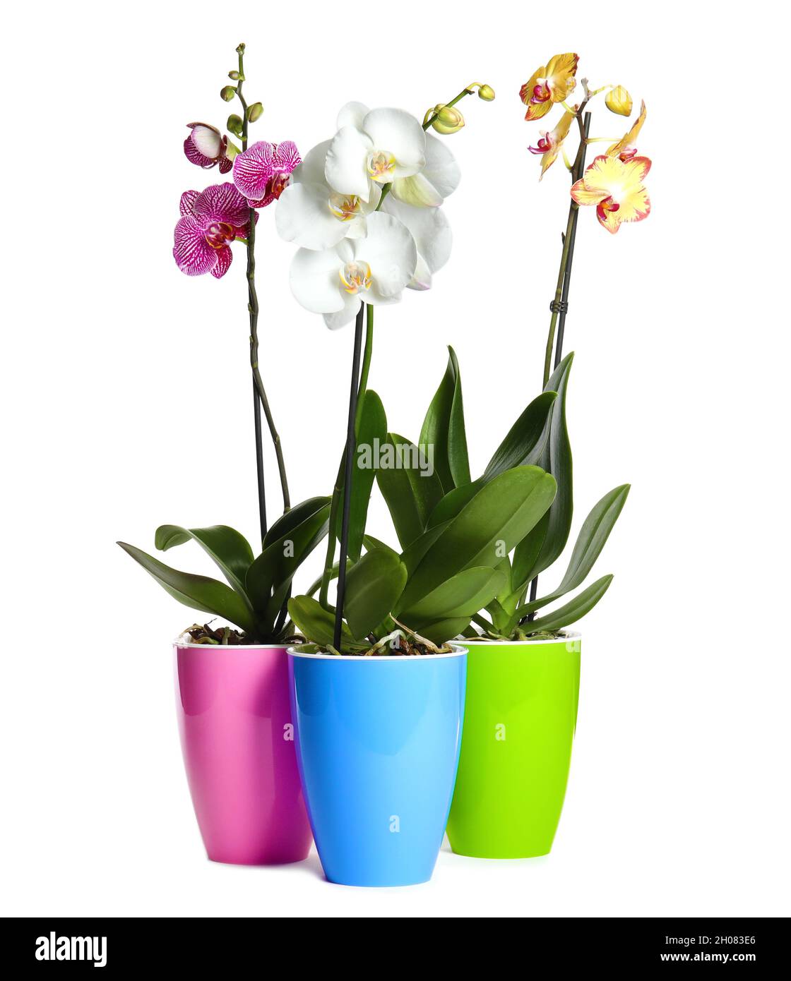 Beautiful tropical orchid flowers in pots on white background Stock ...