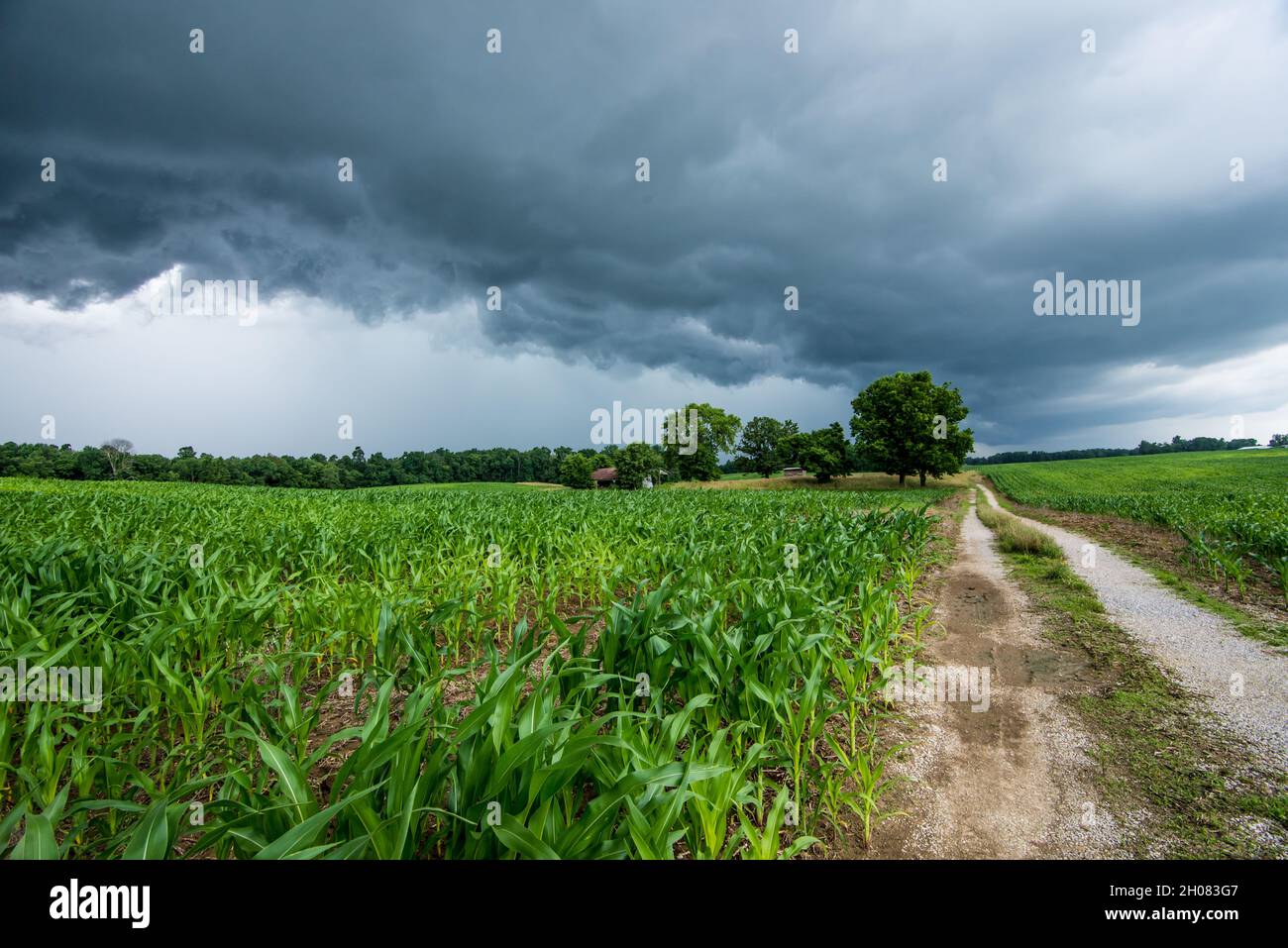 Indiana Corn Field Summer Thunderstorm - Salem, Indiana Stock Photo