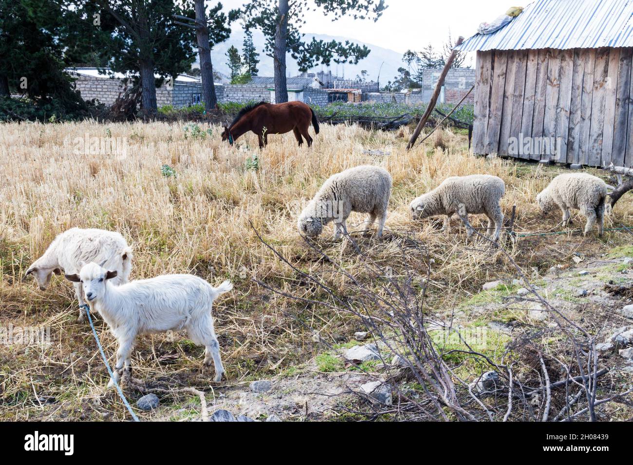 Farm animals on a field in Guayama village, Ecuador Stock Photo - Alamy