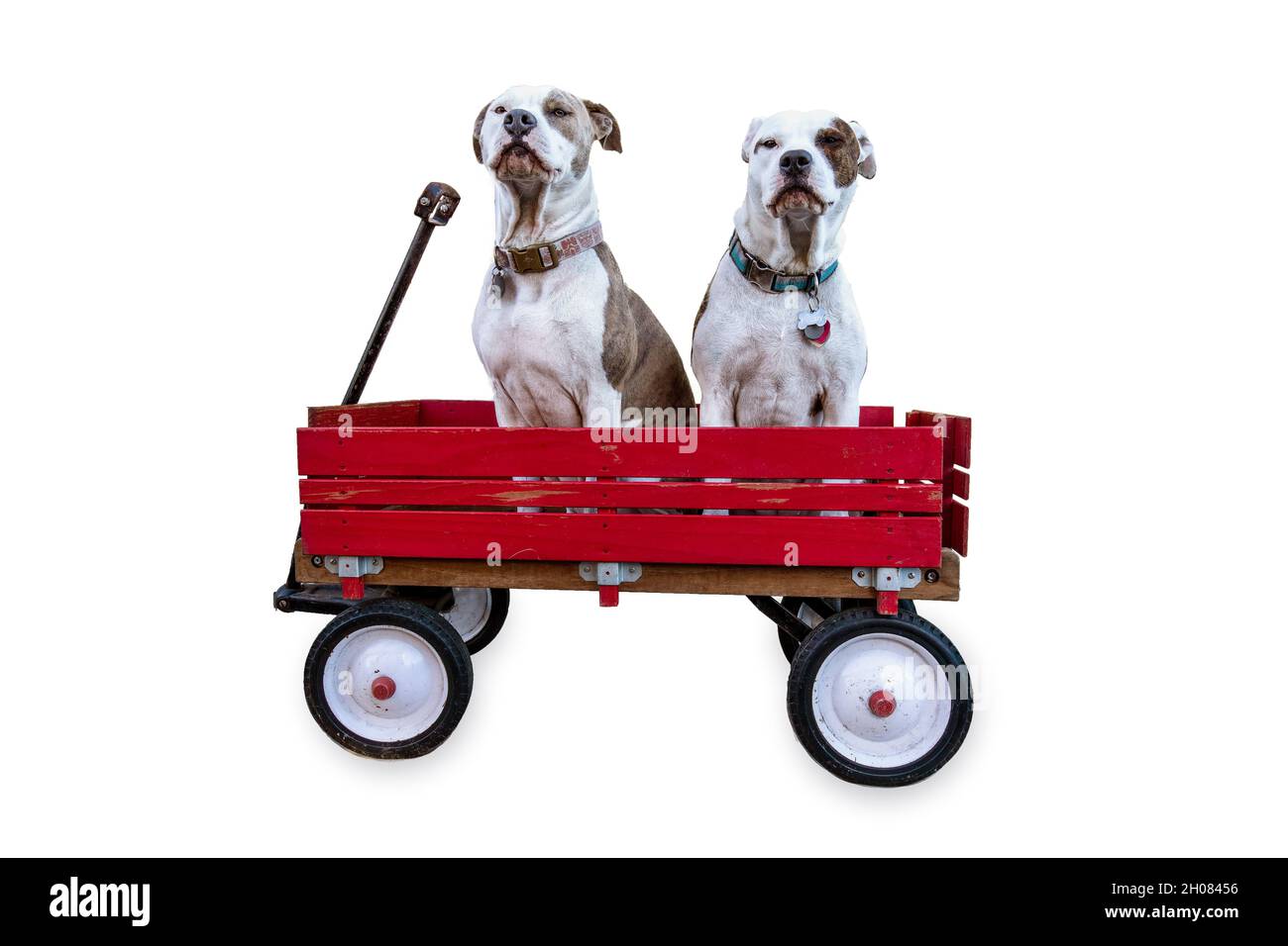 Dog in Vintage Wooden Wagon on a white background Stock Photo Alamy