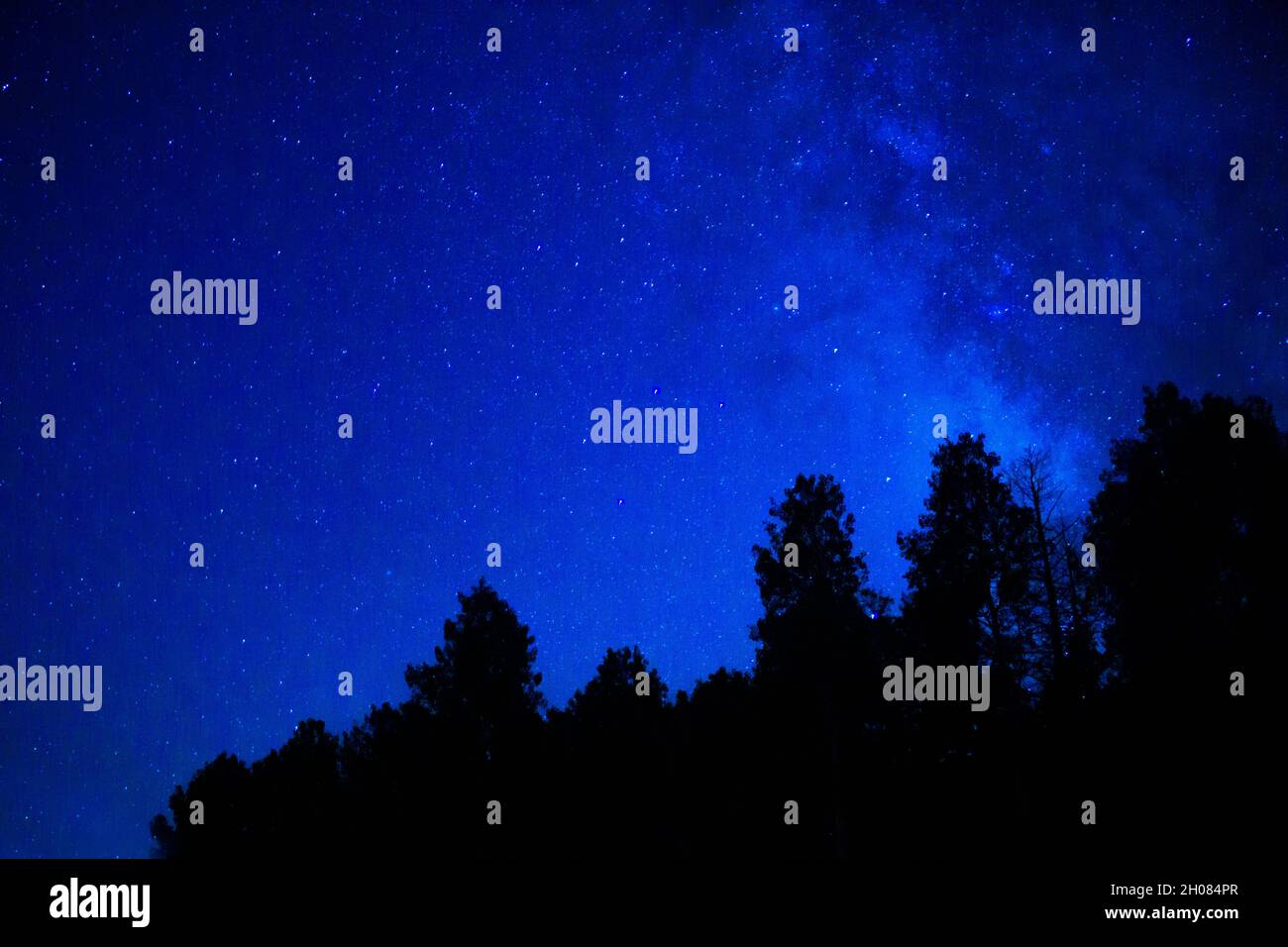 Star Filled Sky Over Pine Trees With Milky Way Stock Photo