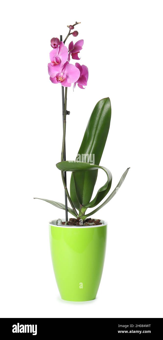 Beautiful tropical orchid flower in pot on white background Stock Photo ...