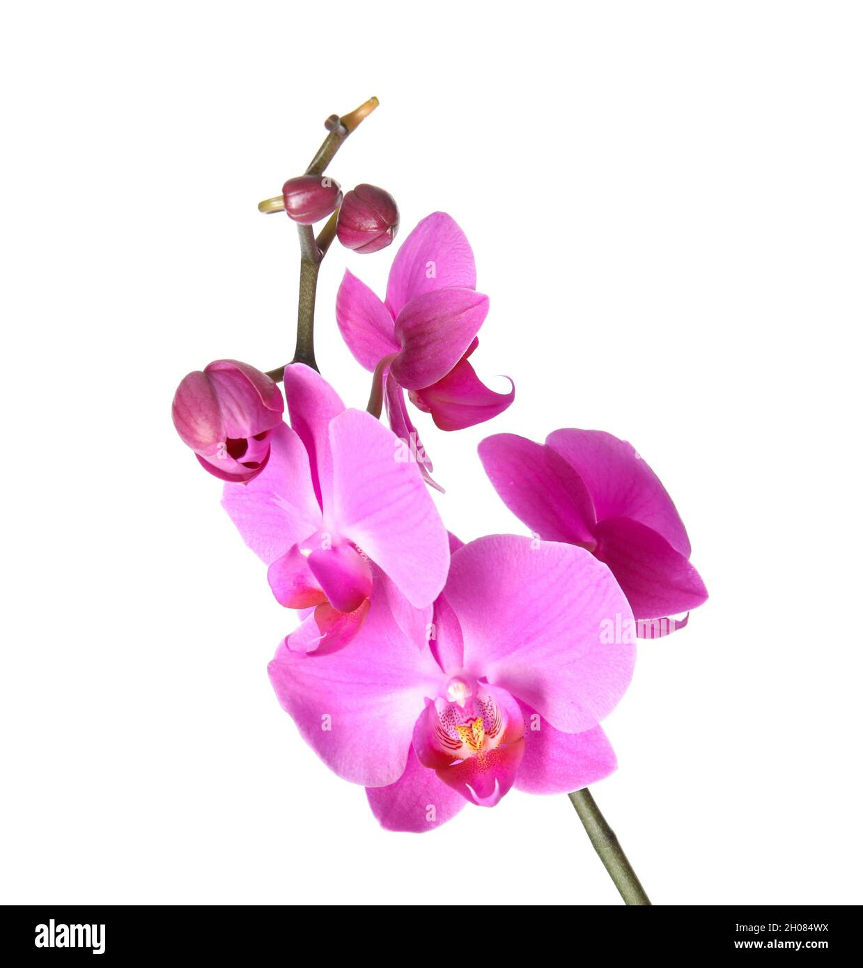 Beautiful orchid flower on white background. Tropical plant Stock Photo ...