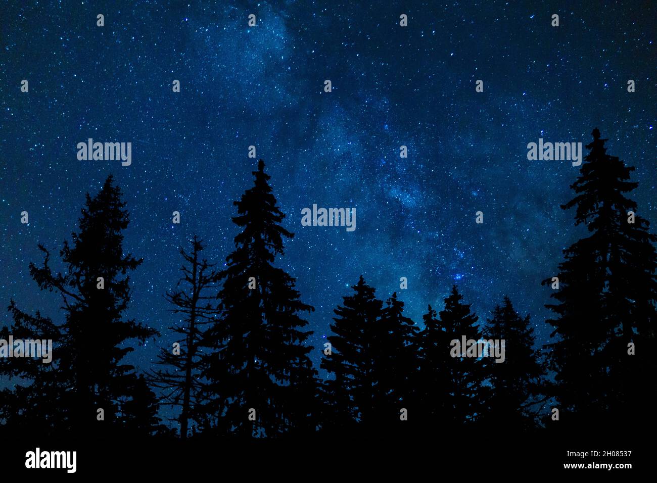 Night Sky Full Of Stars Over Pine Tree Silhouettes Stock Photo