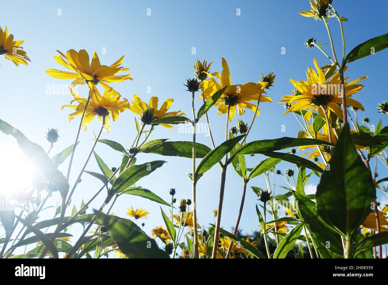 gelbe Blüten des Topinambur (Helianthus tuberosus) im Garten - Blick Stock Photo