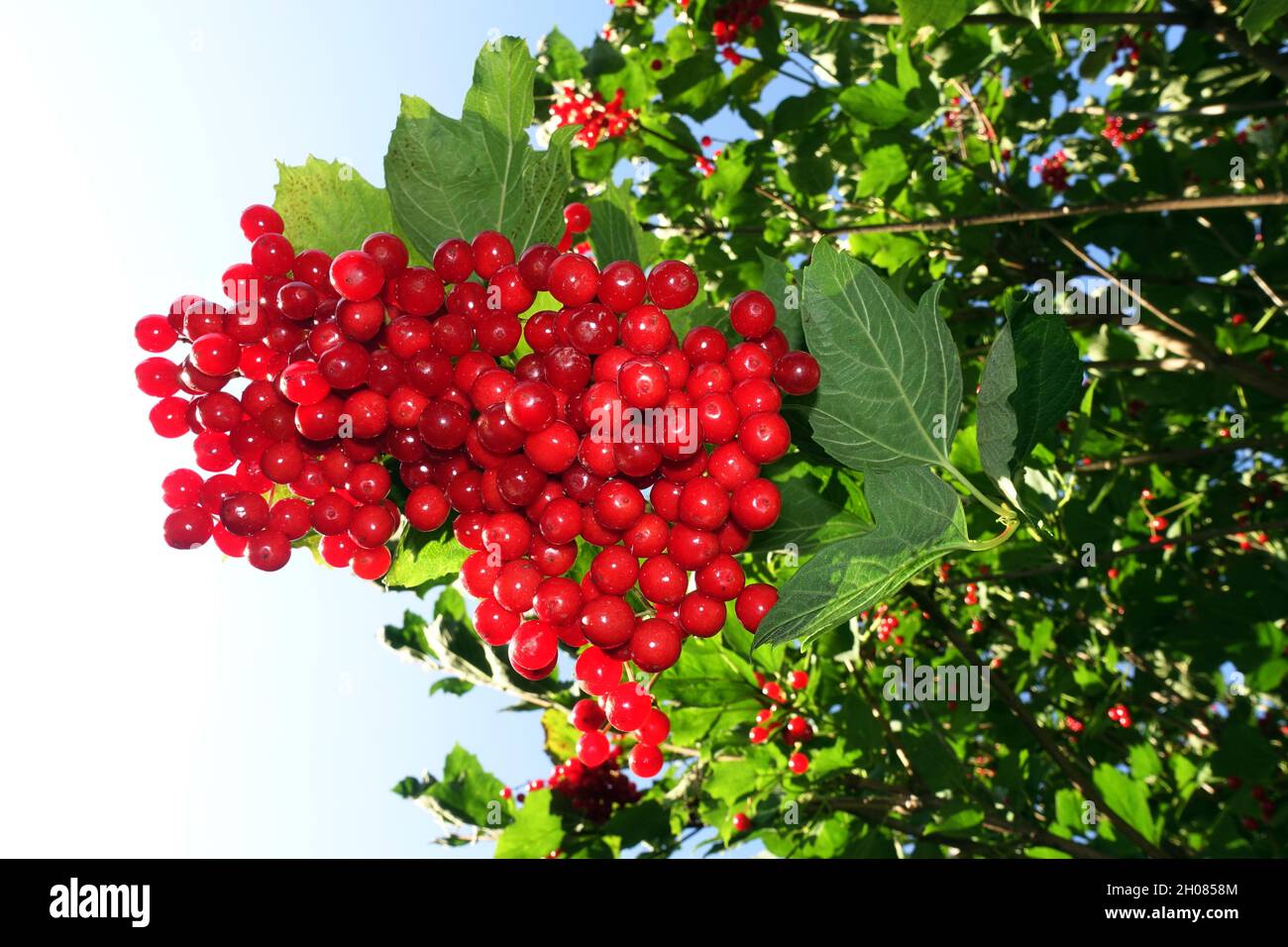 Viburnum opulus, the guelder-rose or guelder rose, red fruits on the bush Stock Photo