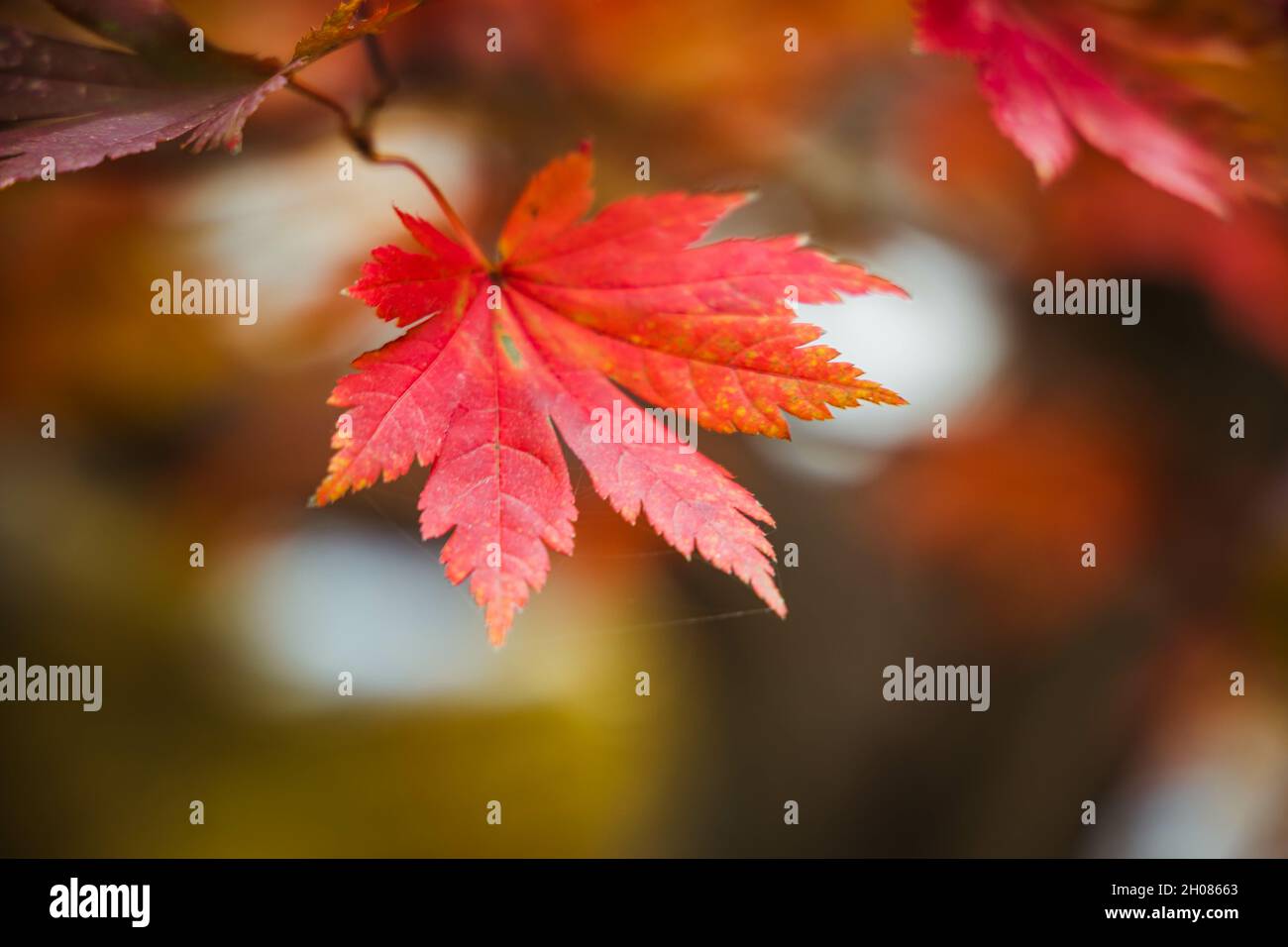Closeup shot of a red autumn leaf in a forest in Korea Stock Photo - Alamy