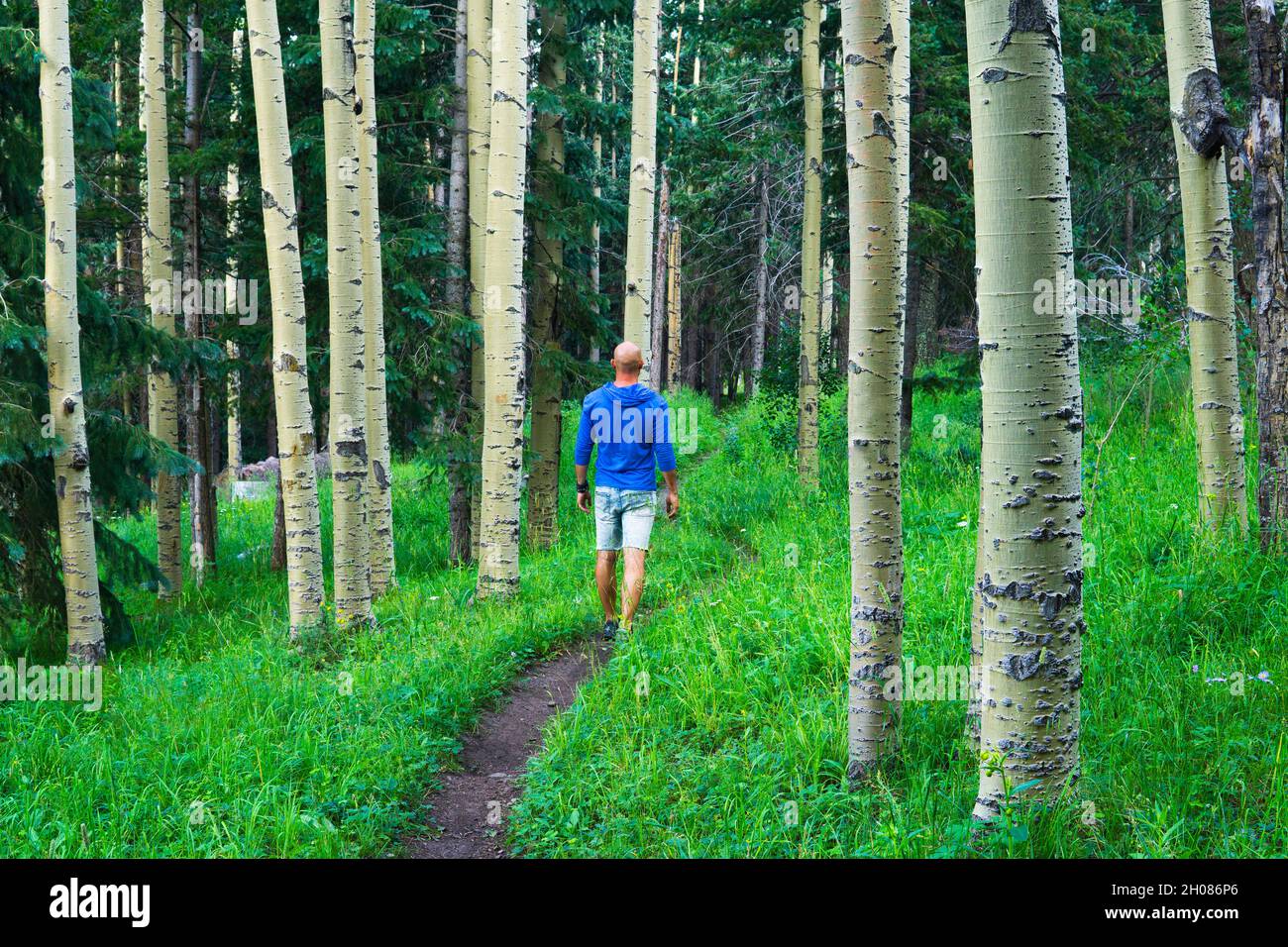 Man On Path In Aspen Forest Stock Photo