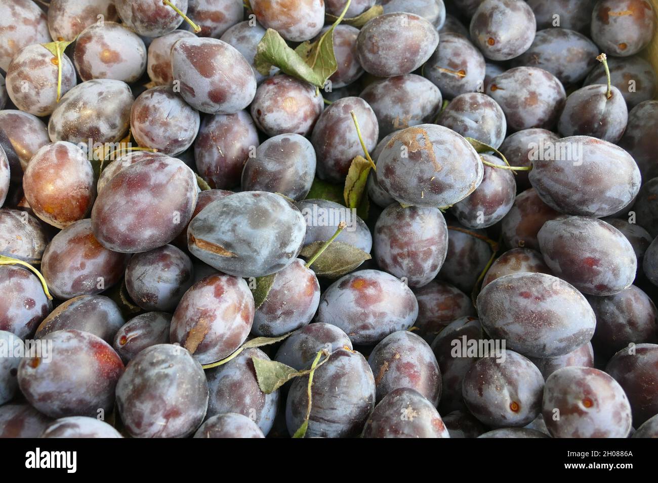 Authentic organic plums, close up. Stock Photo