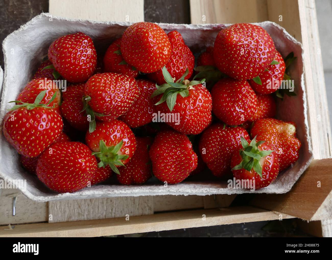 Fresh glancing strawberries in sustainable wrapping. Stock Photo