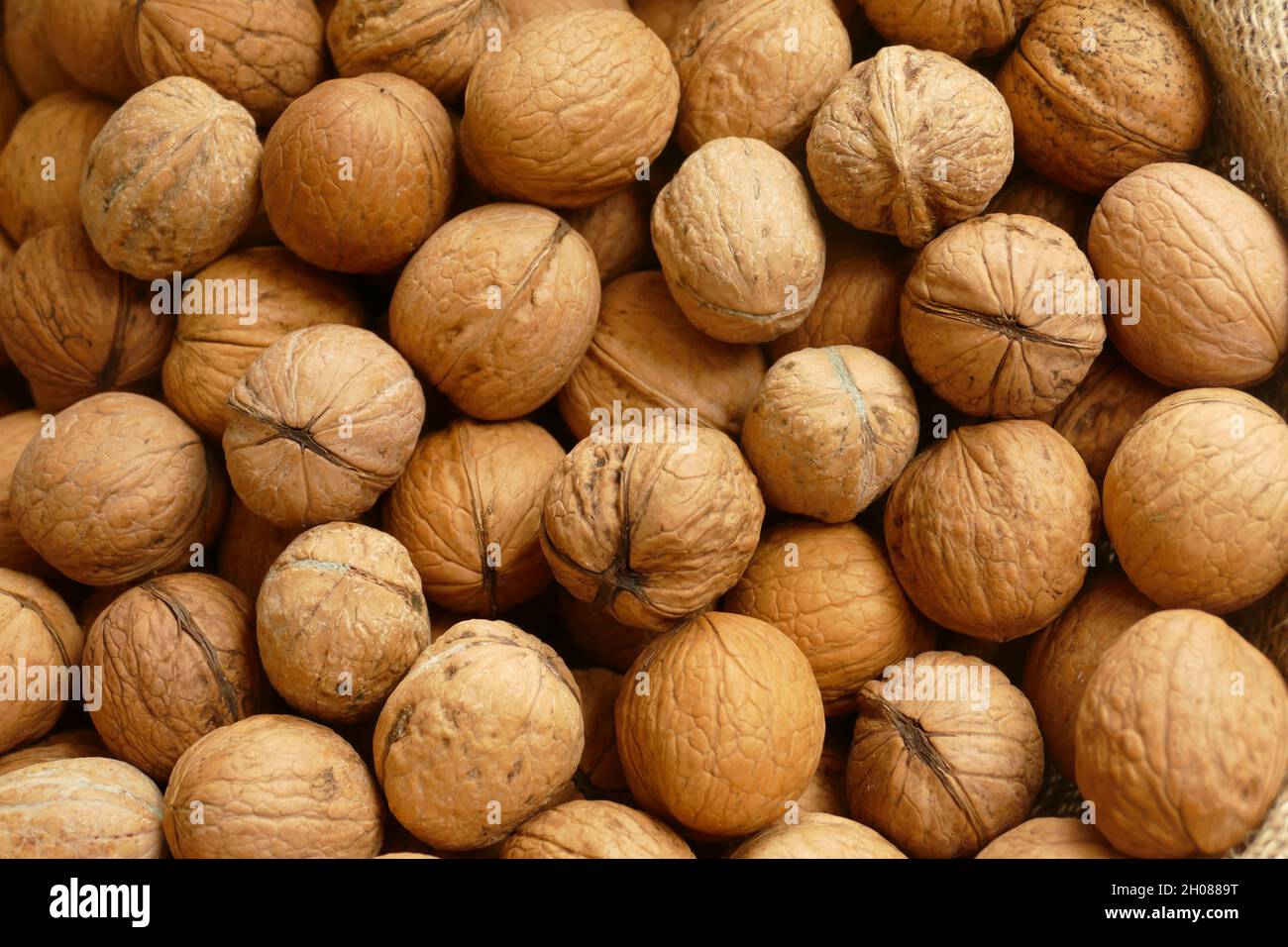 Fresh walnuts, close up. Stock Photo