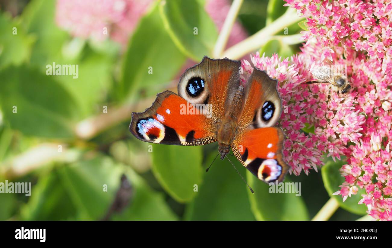 The peacock butterfly (Aglais io) on the beautiful Orpine (Hylotelephium telephium) flowers Stock Photo