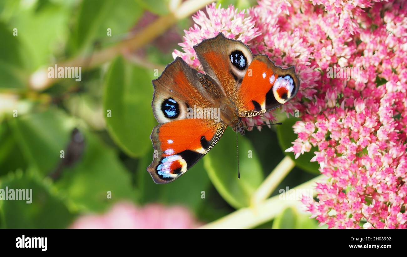 The peacock butterfly (Aglais io) on the beautiful Orpine (Hylotelephium telephium) flowers Stock Photo