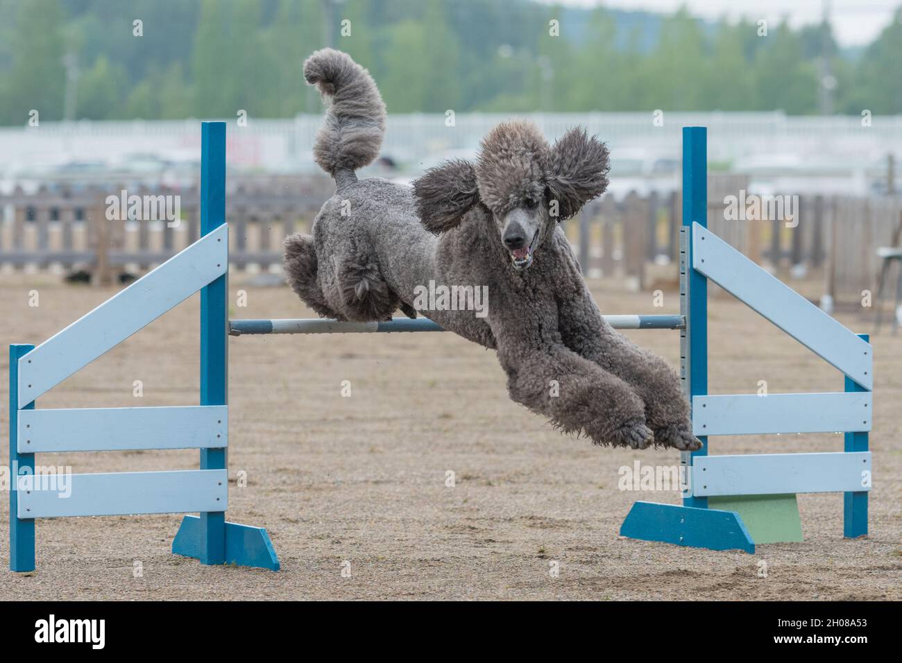 Selective of a Standard Poodle jumping over an agility hurdle Stock