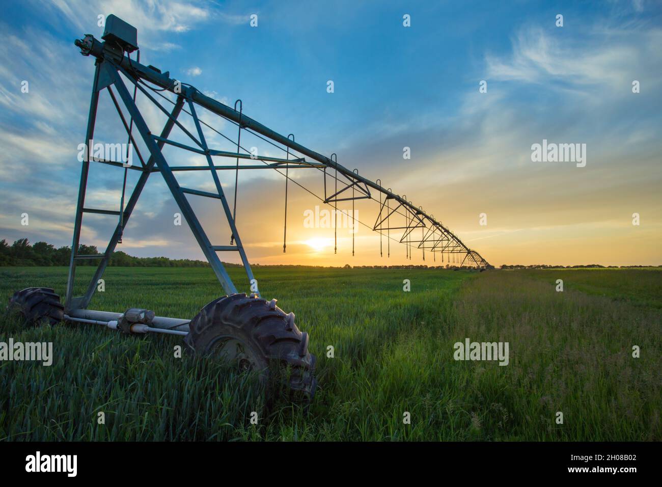 Irrigation system on wheels on wheat field at sunset in spring