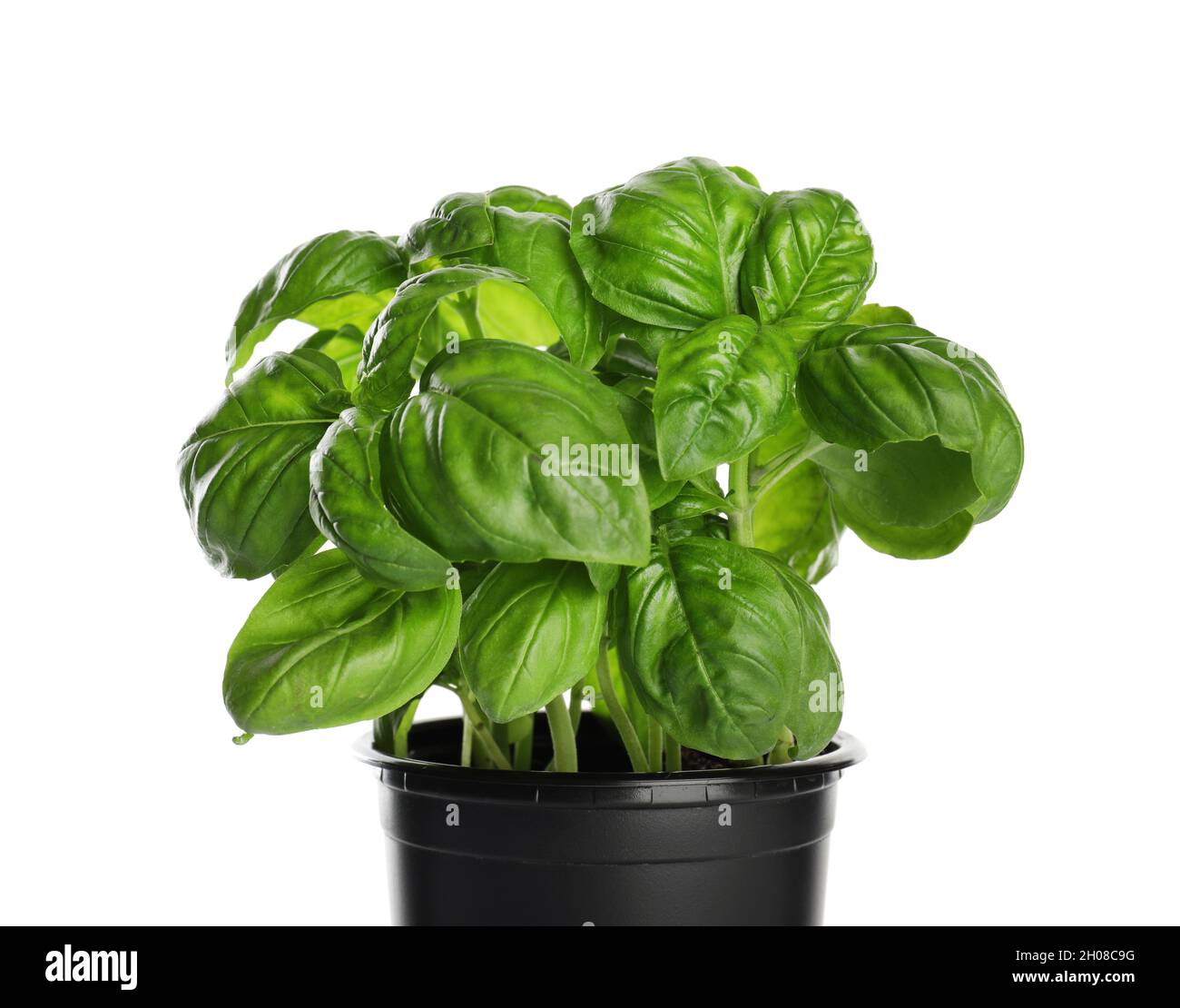 Fresh basil in pot on white background Stock Photo - Alamy