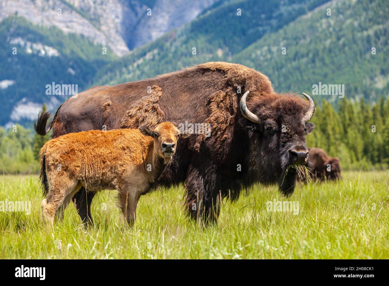 american-bison-or-buffalo-with-calf-and-
