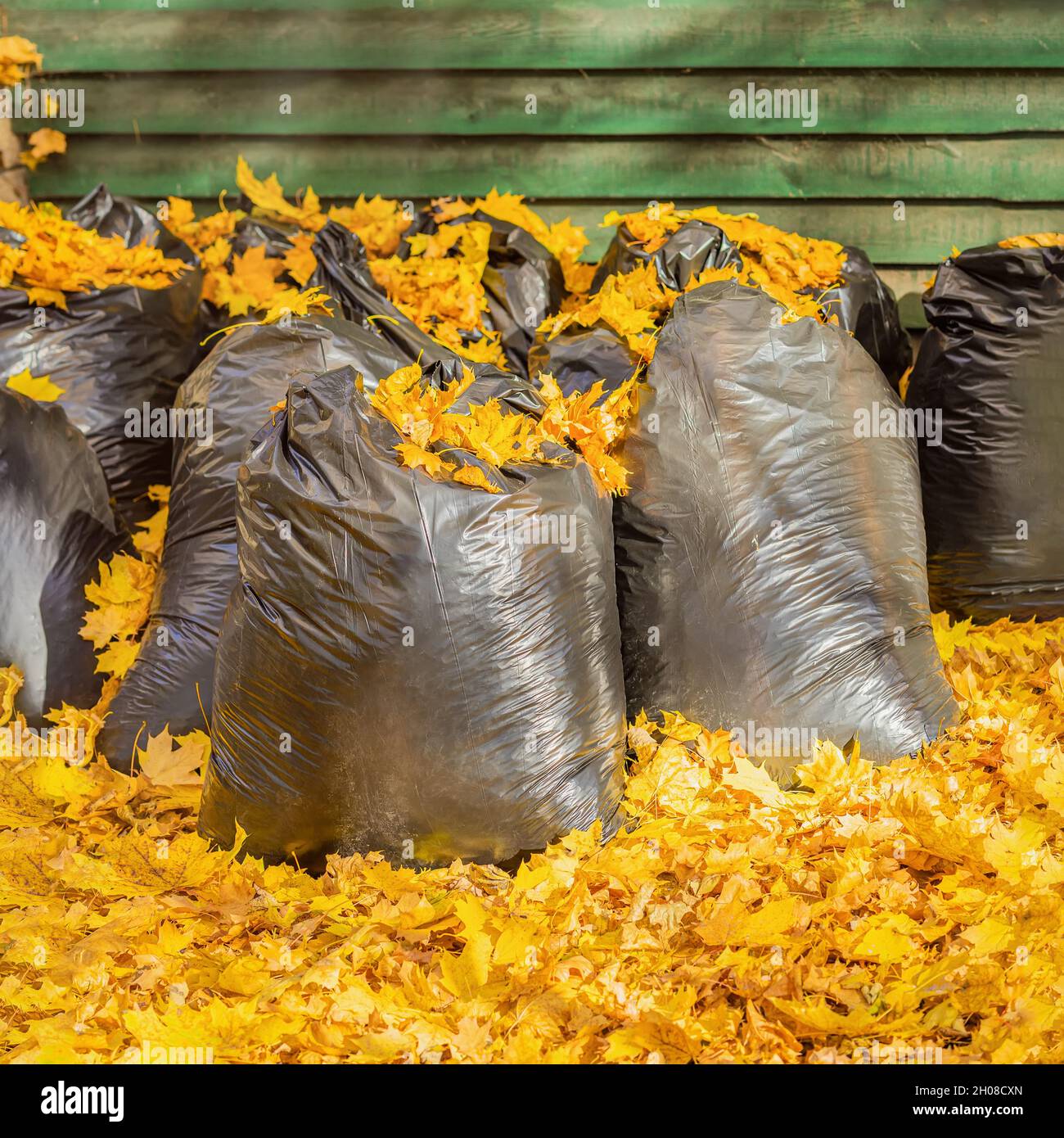 Leaves 2024 garbage bags