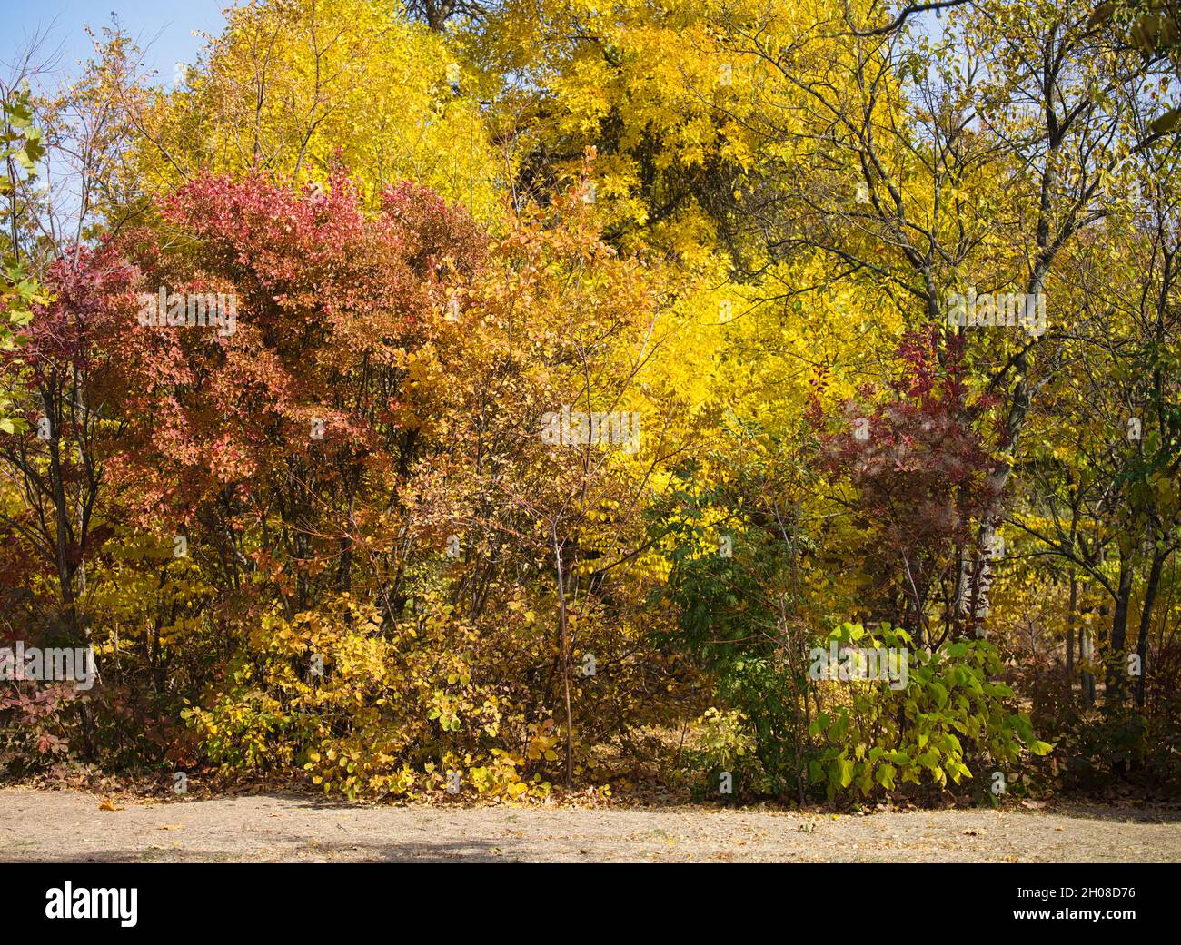 View of the autumn park, trees with yellow and green leaves on a sunny ...