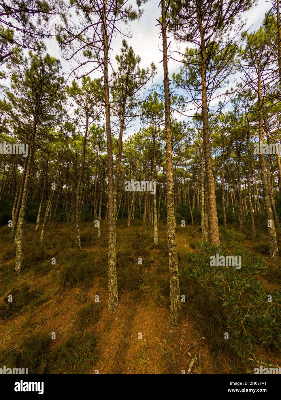 Pine trees forest view in Maceda, Ovar Portugal Stock Photo Alamy