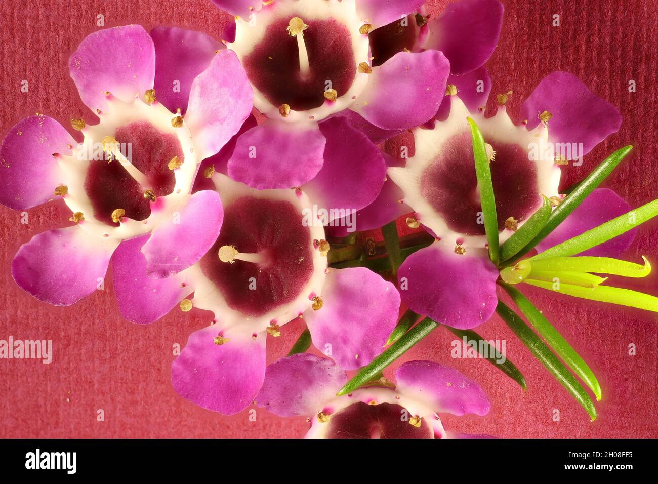 Close-up of Geraldton Wax (Chamaelaucium uncinatum) in bouquet Stock Photo