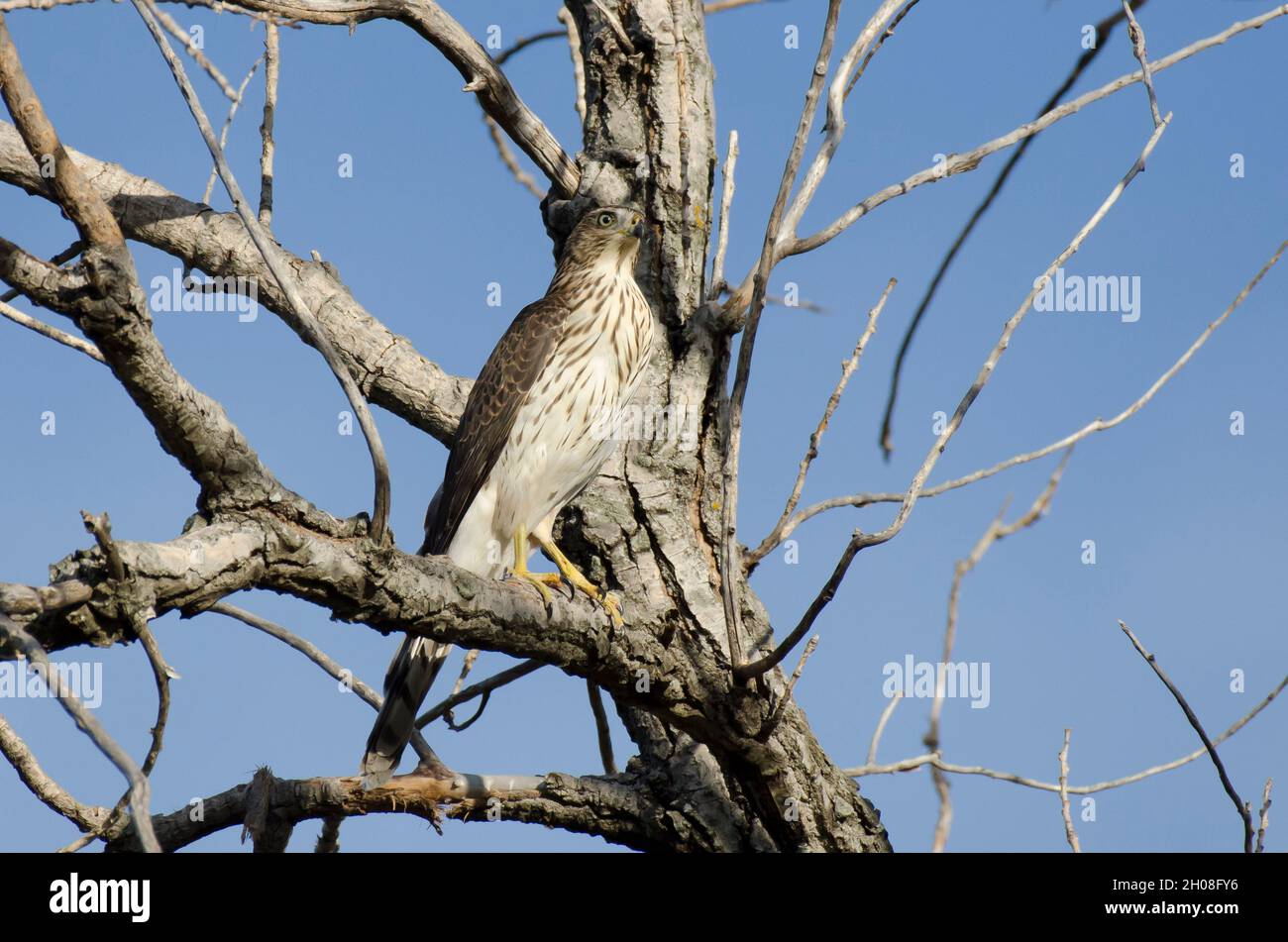 Cooper's Hawk, Accipiter cooperii, immature Stock Photo