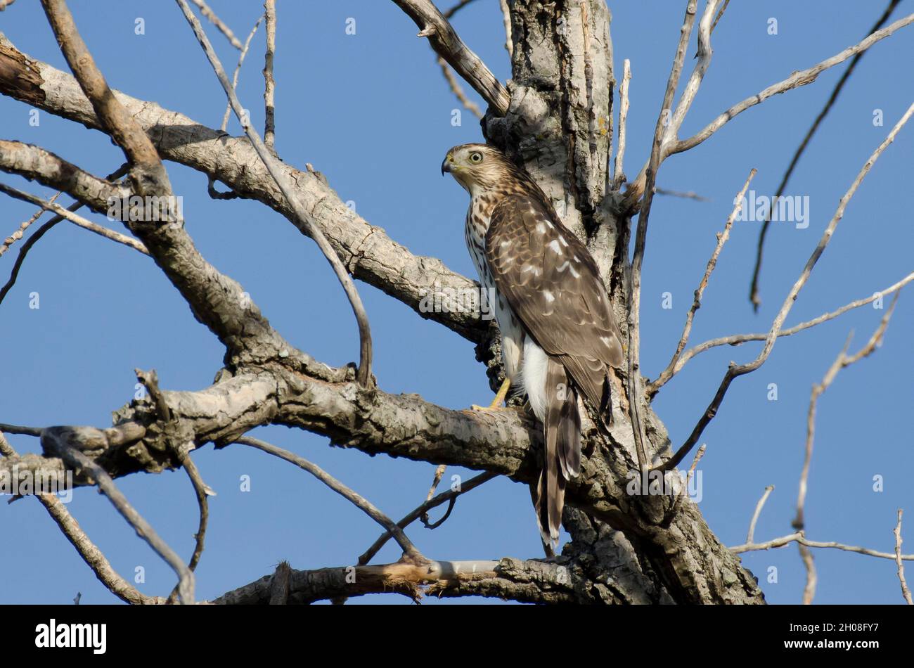 Cooper's Hawk, Accipiter cooperii, immature Stock Photo