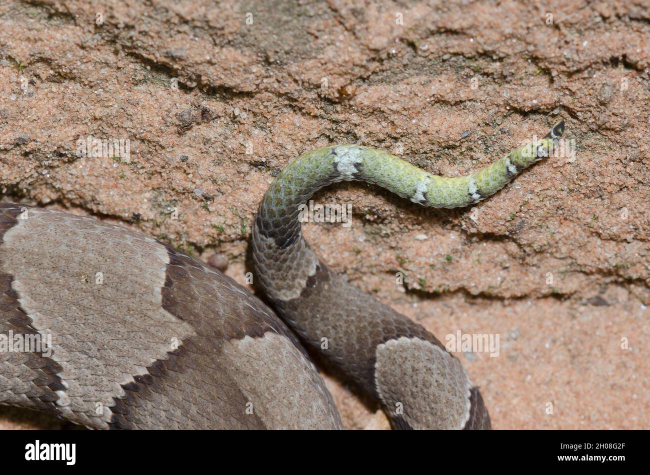 Broad banded copperhead snake hires stock photography and images Alamy