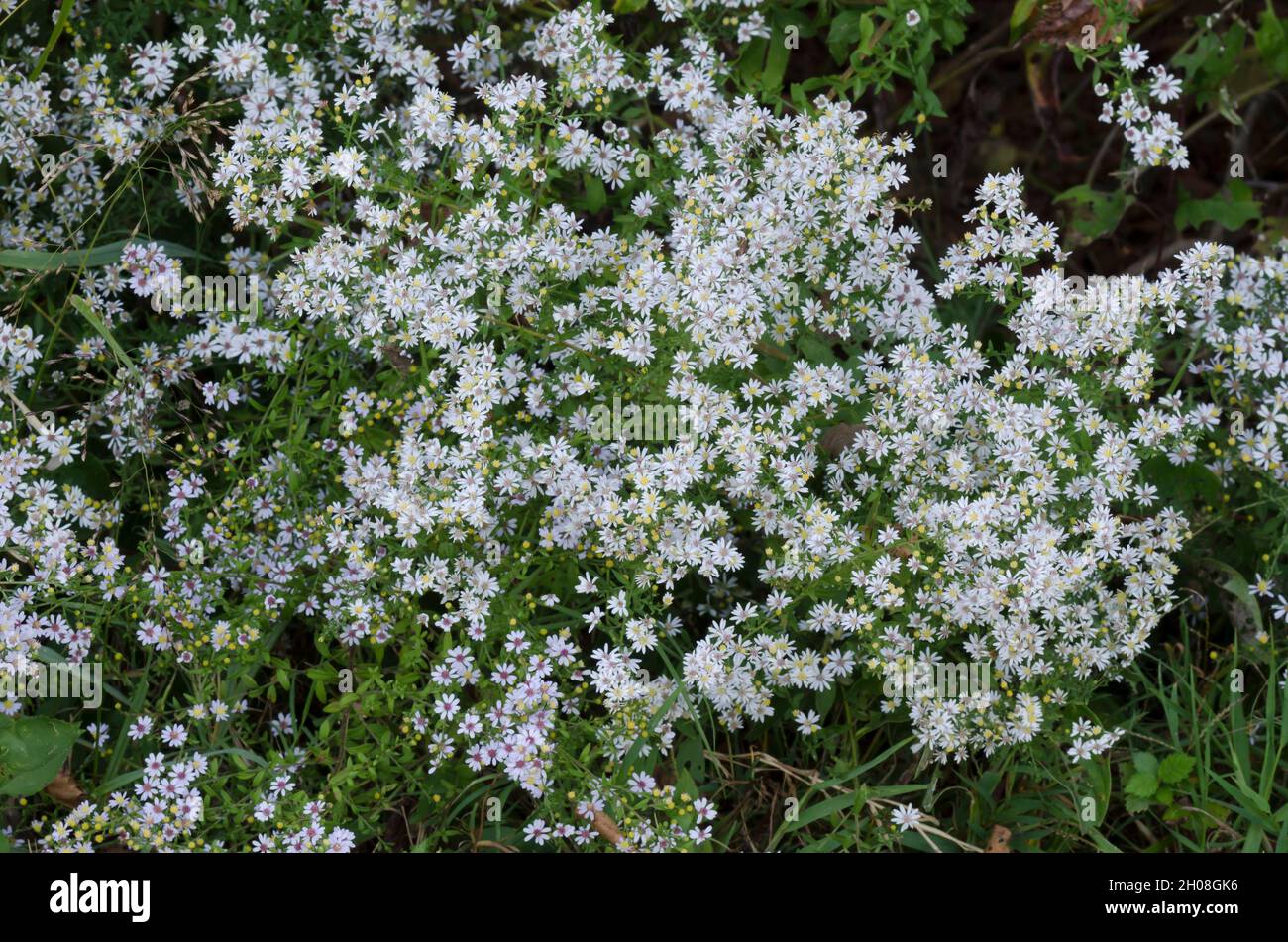 White Heath Aster, Symphyotrichum ericoides Stock Photo