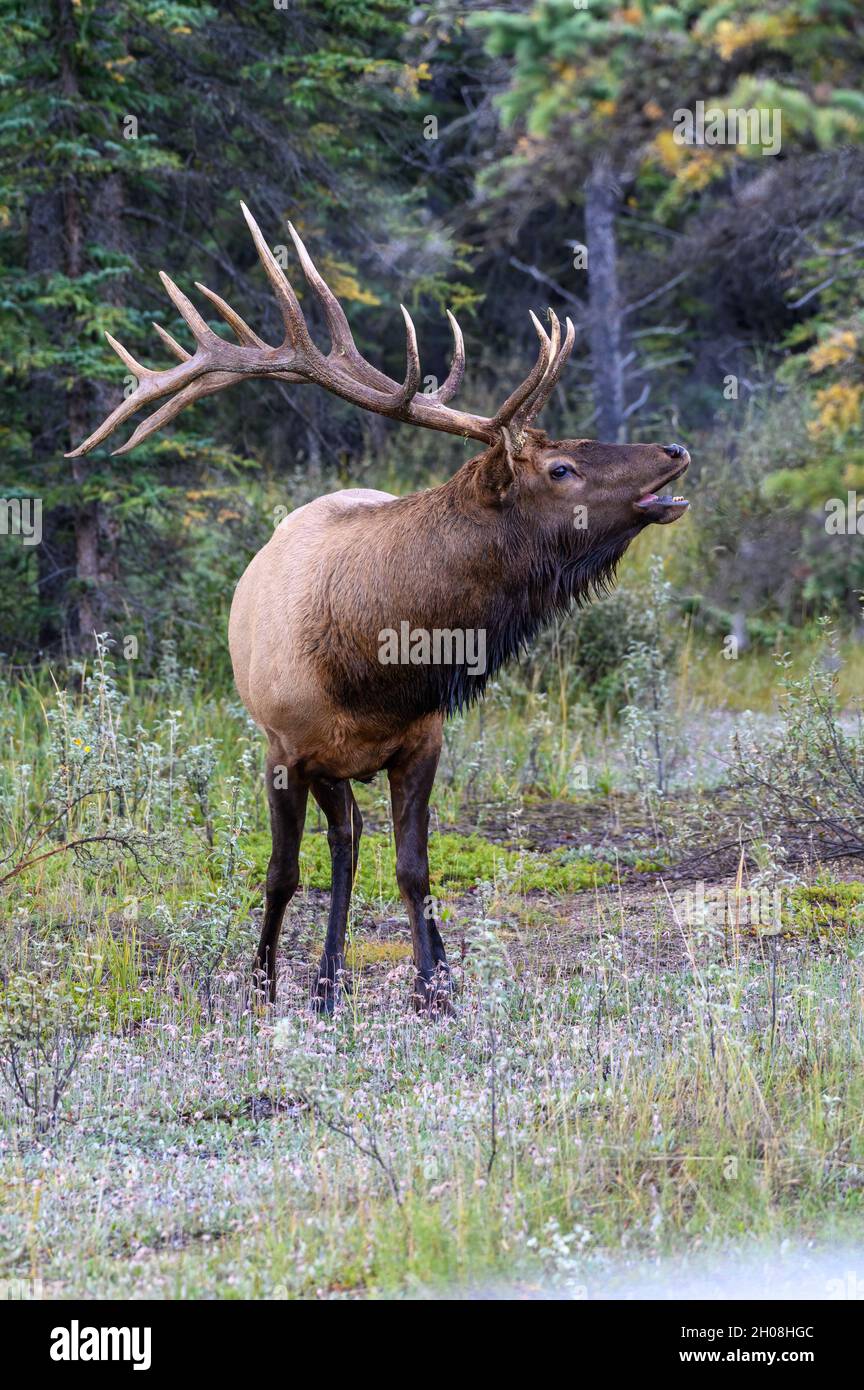 A magnificent bull elk standing bugling Stock Photo