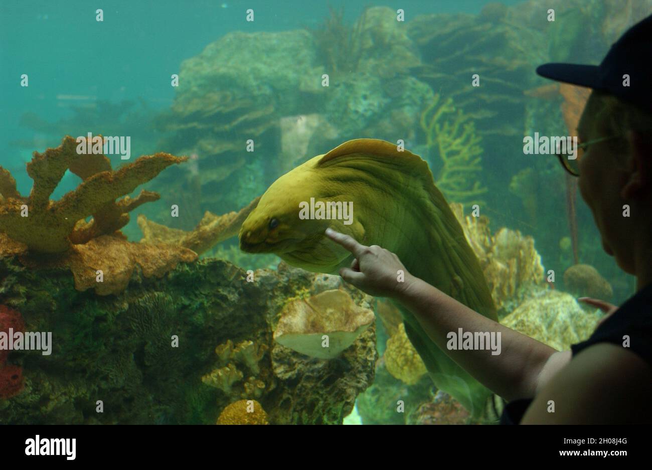 Brooklyn, NY, USA. 11th Oct, 2021. A Moray Eel, shown here at The New